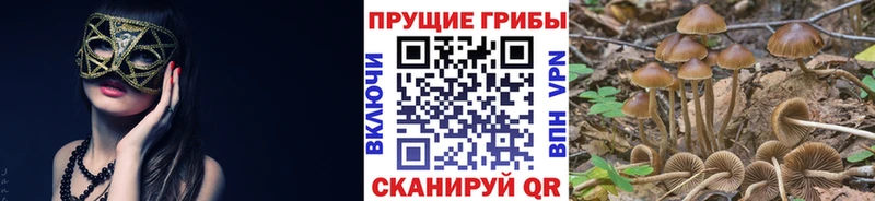 Галлюциногенные грибы MAGIC MUSHROOMS купить наркотик Ишим